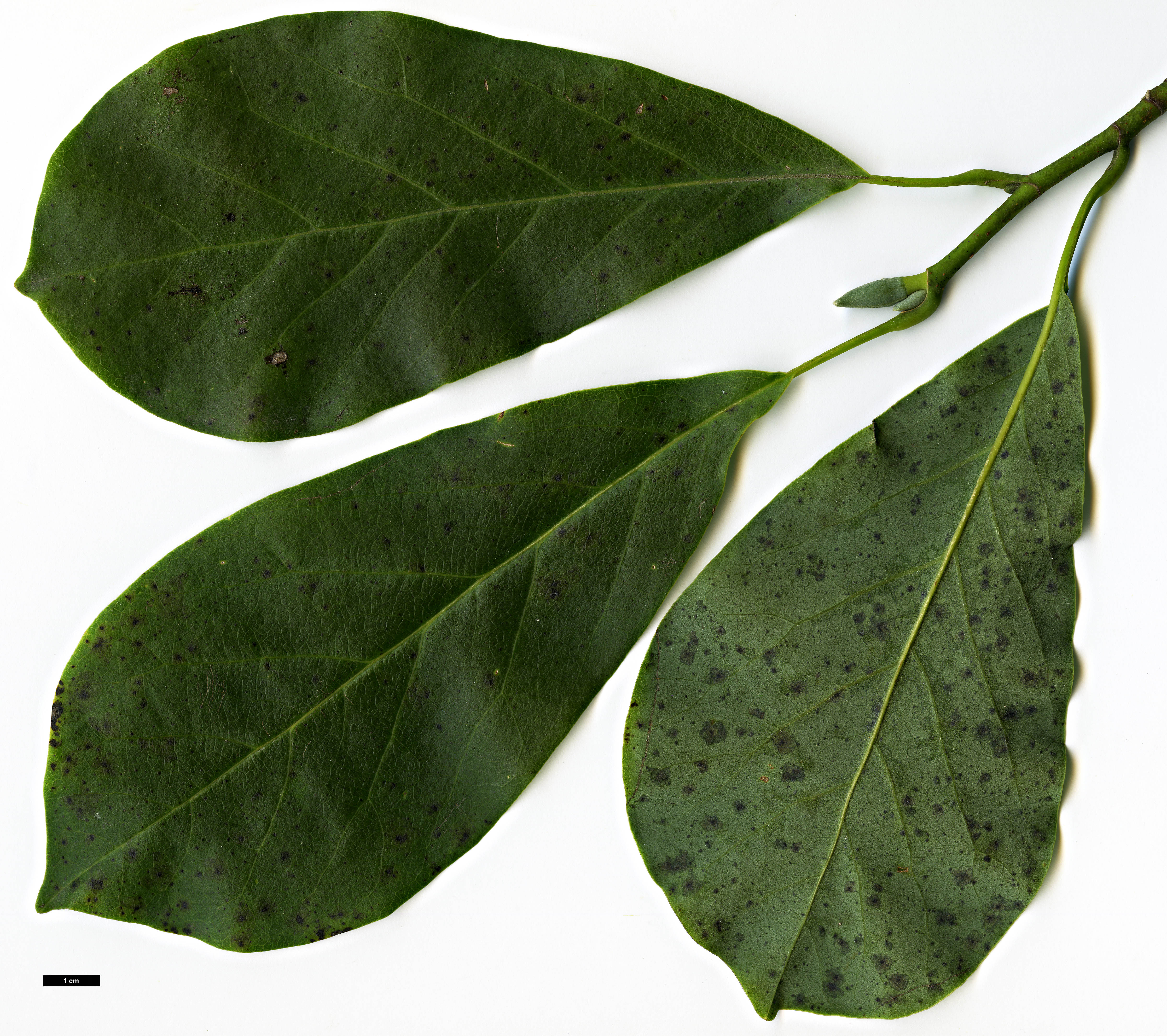 High resolution image: Family: Magnoliaceae - Genus: Magnolia - Taxon: sprengeri - SpeciesSub: var. elongata 